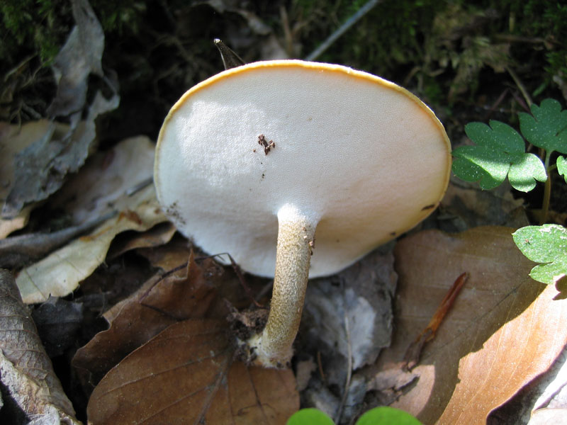 Val Cama - Canton Ticino (Svizzera)